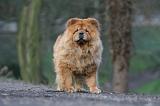 CHOW CHOW 582